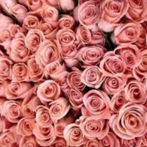 Meet your Posher, Ashleigh